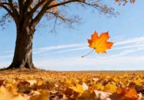 ​叶落，是成全亦是奔赴